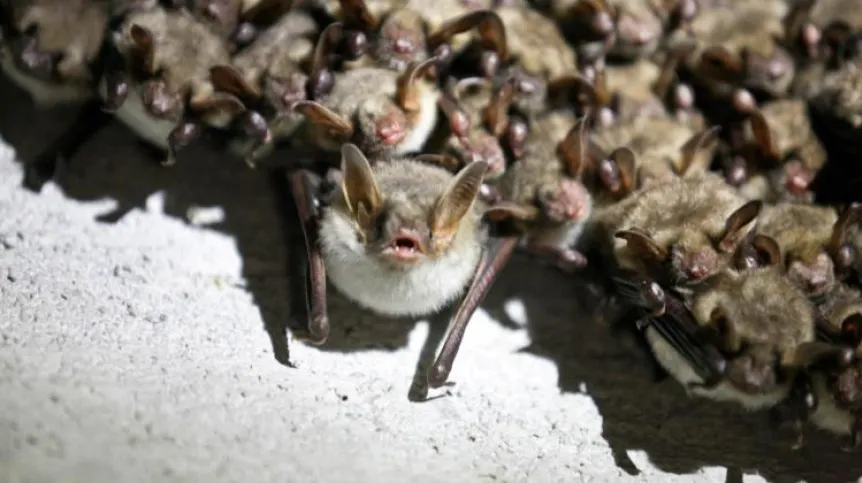 Pniewo, Lubusz voivodeship, 13.01.2018. Counting bats in the Międzyrzecz Fortified Region, their largest wintering place in Central and Eastern Europe. (lm/awa) PAP/Lech Muszyński