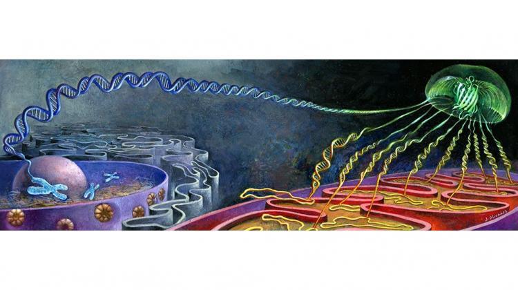 A metaphorical painting by artist Jaime Olivares illustrates how glow is produced in the Bi-Genomic Mitochondrial-Split-GFP method. A fragment of the glowing jellyfish protein GFP1-10 produced in yeast mitochondria is needed, as well as a GFP11 fragment produced together with the tested protein in the cytoplasm. If such a protein reaches the mitochondria, two GFP fragments self-organise to form the glowing GFP protein.