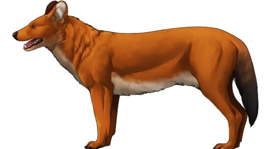 European dhole, fig. Wiktoria Gornig, full drawing below