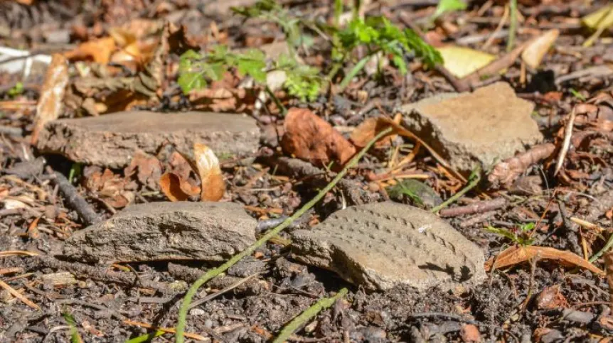 Credit: J. Piotrowski/ Forest District Elbląg 