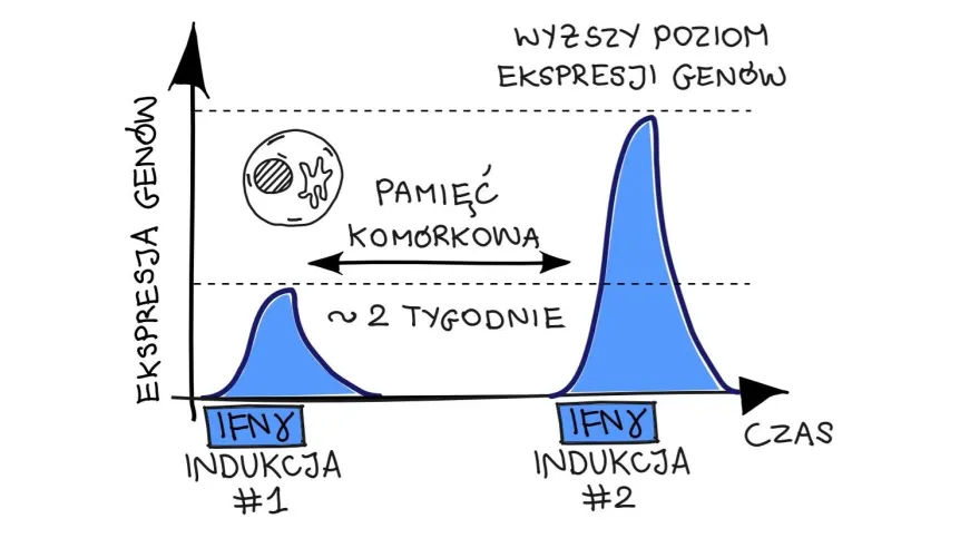 Rys: wykres ilustrujący działanie pamięci komórkowej. Kiedy za pierwszym razem komórki wystawiane są na działanie interferonu gamma - obserwuje się ekspresję genów. Kiedy kilka-kilkanaście dni później ponawia się bodziec, są geny, których ekspresja jest mocniejsza. Dr Siwek zbadał mechanizmy prowadzące do takiej silniejszej ekspresji. Autor: Wojciech Siwek