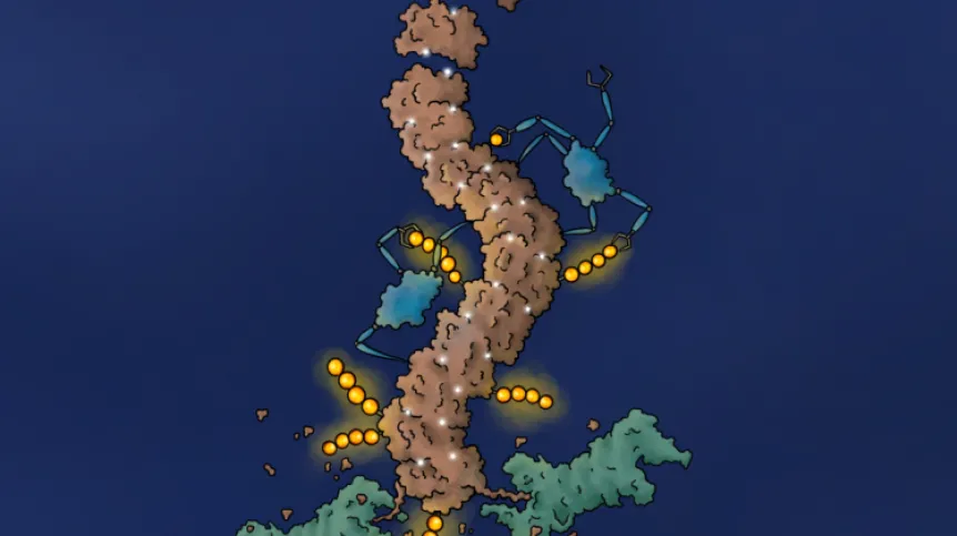 A chemical induces the polymerisation of the BLC6 protein. Credit: Jonas Koeppel