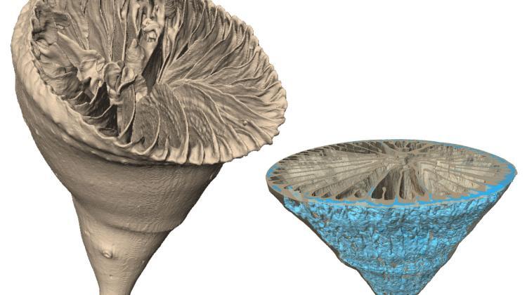 The deep-water solitary coral Paraconotrochus antarticus forms a skeleton made of two types of calcium carbonate: calcite and aragonite. Due to their different densities, these minerals can be imaged in a computed tomography (on the right the inner, calcite component of the skeleton is marked in blue). (fig. Katarzyna Janiszewska, Jarosław Stolarski)