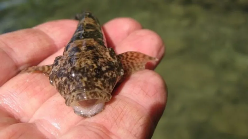 Alpine bullhead Cottus poecilopus from natural spawning in Lake Schmaler Luzin; 20-05-2020. Credit: Martin Krappe