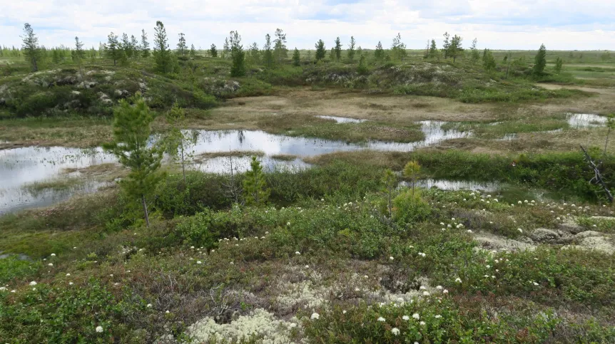 Torfowiska zachodniej Syberii. Fot. M. Lamentowicz