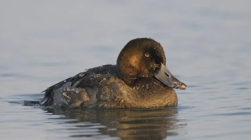 The greater scaup (Aythya marila). Credit: Miłosz Kowalewski