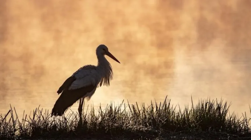 The returning storks are sometimes surprised by frost. Credit: Krzysztof Chomicz