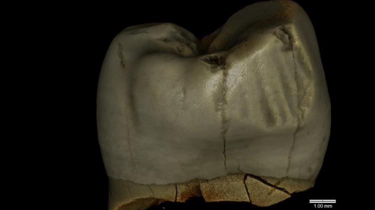 Wirtualny model neandertalskiego górnego przedtrzonowca z J.Stajnia (tu: pow. zewnętrzna zęba) – M. Binkowski obecnie CEO startupu technologicznego www.deventiv.com