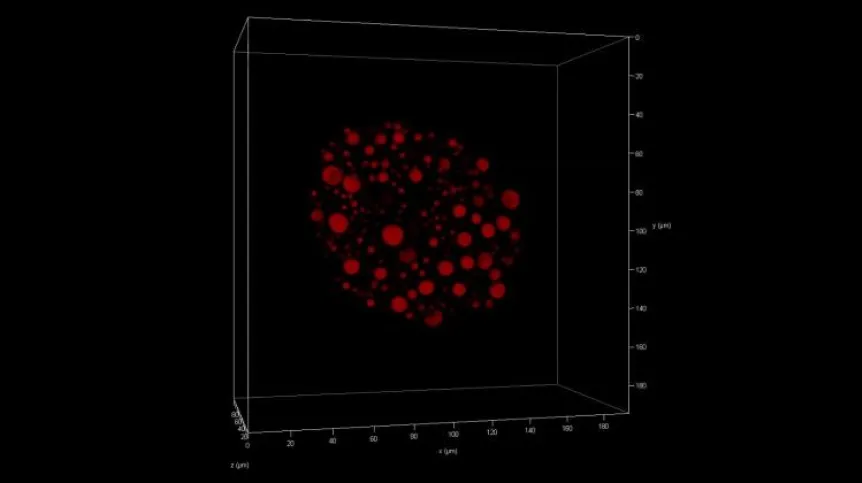 Visualization shows how much space lipid droplets (fat storage) occupy in a badger's egg cell. Credit: Professor Grażyna Ptak and team