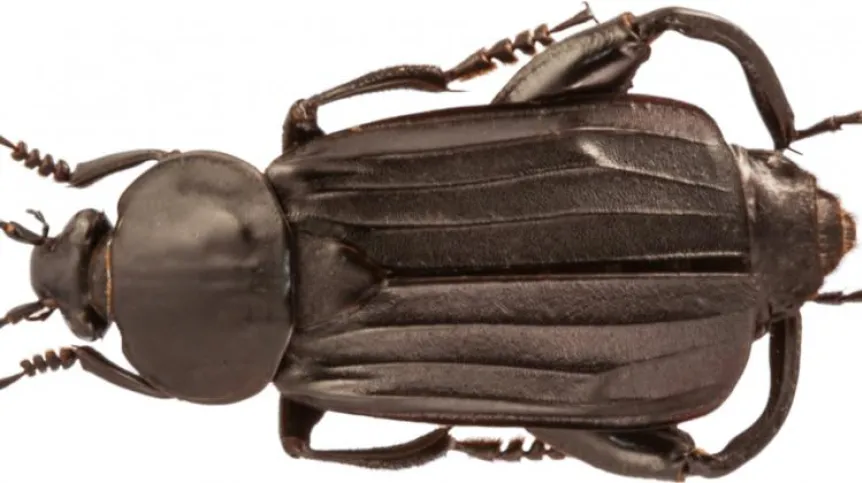 Researchers have shown that carrion beetles commonly known as shore sexton beetles care for their offspring in an unusual way (Credit: Anna Mądra-Bielewicz)