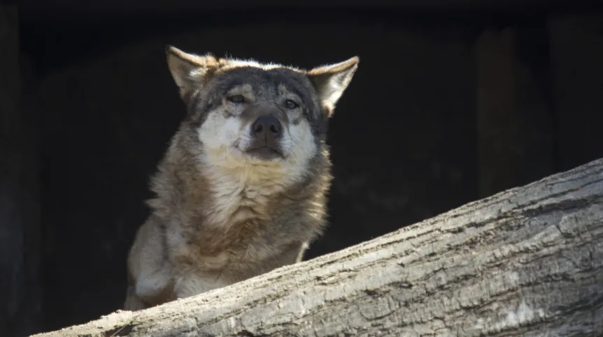 Wrocław, 16.04.2019. Wilk na wybiegu nowoczesnego siedliska wilków szarych „Wilcza Ostoja” we wrocławskim ogrodzie zoologicznym (sko) PAP/Aleksander Koźmiński