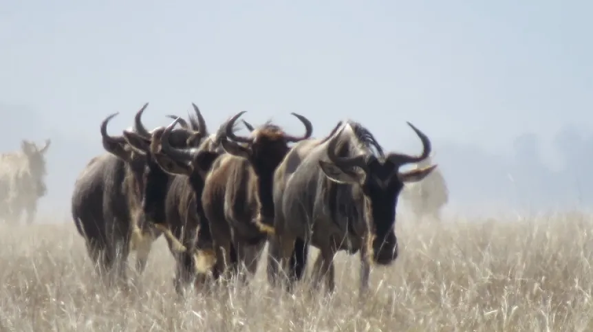 Migration in Serengeti Plains, Tanzania. Credit: Tom Morrison