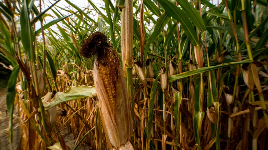 Kozielec, 26.09.2016. Corn field. (tż/mgut) PAP/Tytus Żmijewski