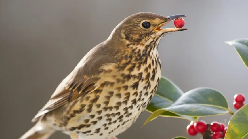 Song thrush eating a holly berry, credit: David Chapman