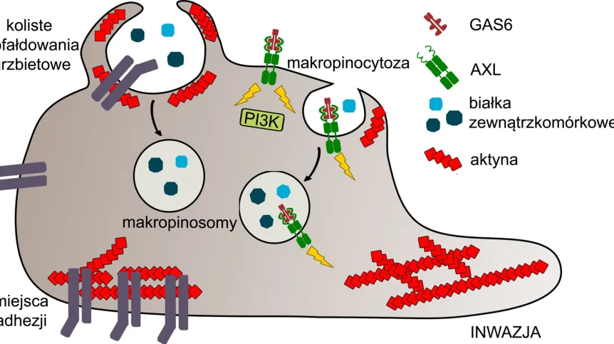 Schematic representation of actin-dependent cellular processes activated by GAS6-AXL signaling pathway that drives cancer cell invasion. Credit: PNAS