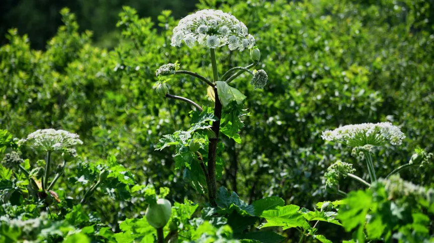 June 23, 2021. Sosnowsky's hogweed near Krościenko. PAP/Darek Delmanowicz