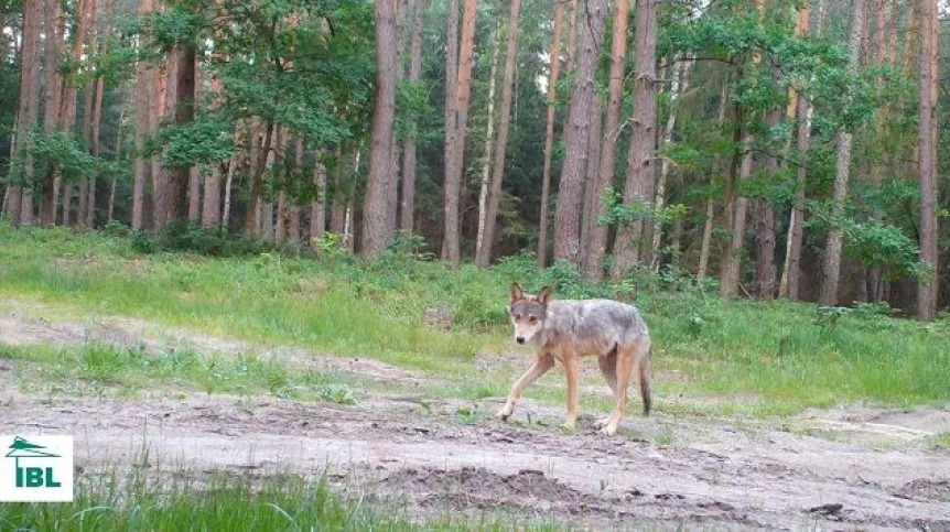 Źródło: materiały prasowe, IBL