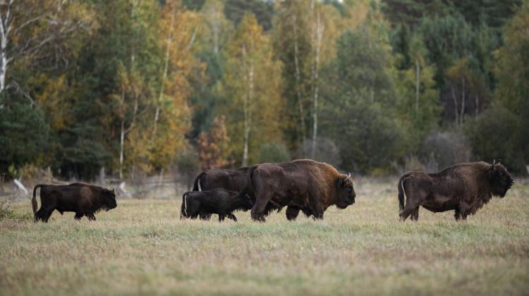 Białowieża, 11.10.2019. Bison herd on a glade, Oct. 11 in the Białowieża Forest. (mz/amb) PAP/Michał Zieliński
