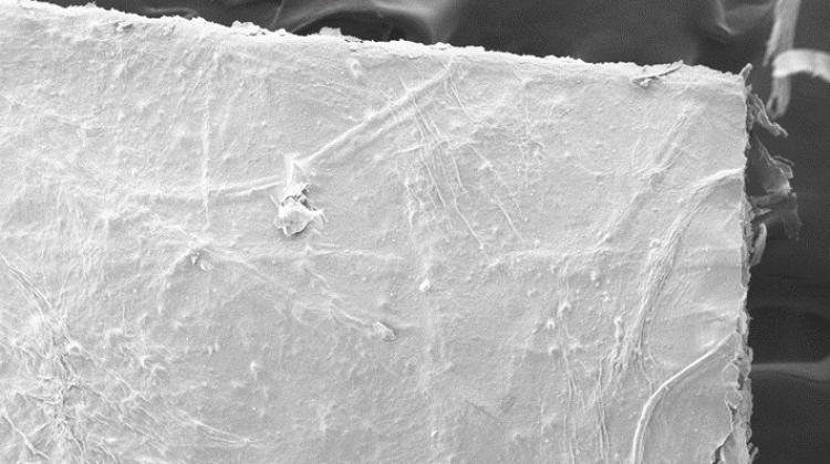 Structure of paper composite of bacterial cellulose and pine fibres, scanning microscope image. Credit: Lodz University of Technology