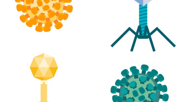 Flu virus and bacteriophages, Adobe Stock
