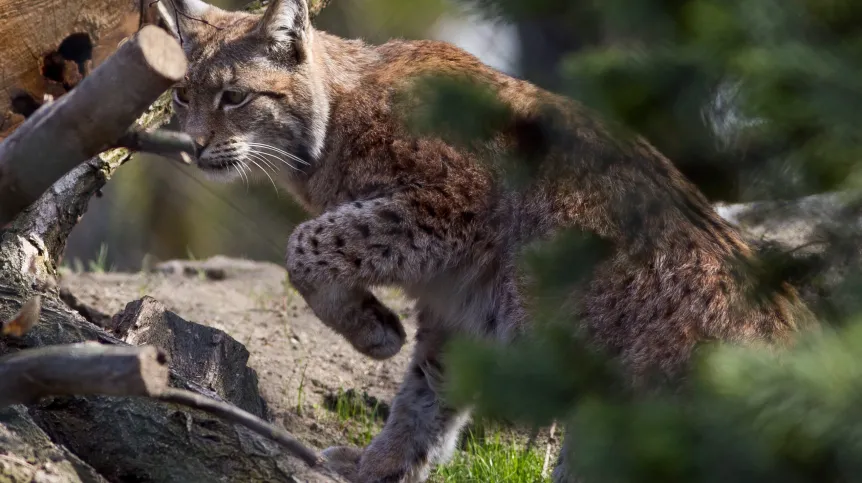 Wrocław, 23.04.2012. Para rysi z wrocławskiego ZOO przeprowadziła się na nowy wybieg, 23 bm. (kru) PAP/Maciej Kulczyński