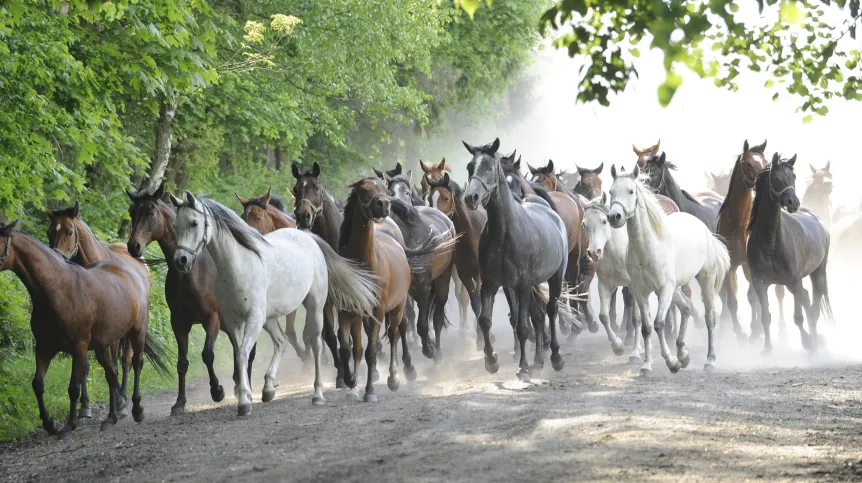 Janów Podlaski, 21.05.2013. Horse stud farm in Janów Podlaski. PAP/Andrzej Rybczyński