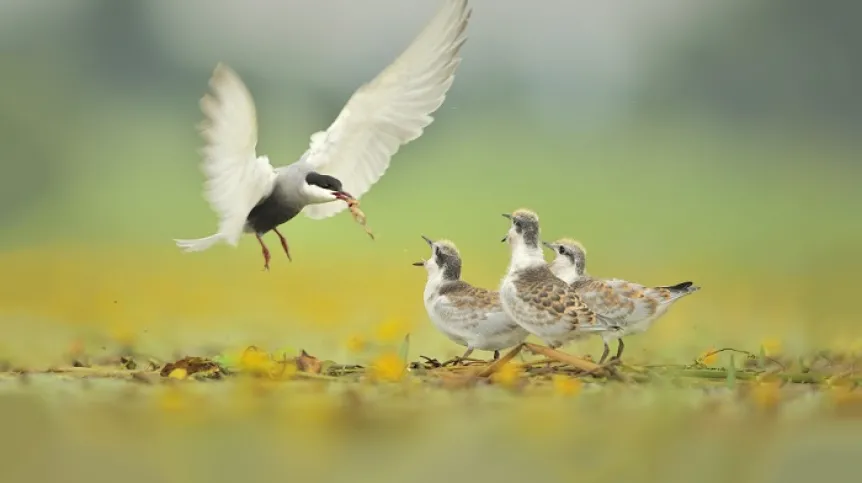 Whiskered tern feeding the young. Credit: P. Chara