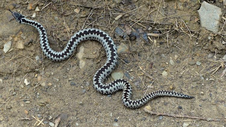 Duszatyn, 02.05.2017. The common European adder (Vipera Berus). The common adder is the only venomous snake in Poland, including the Bieszczady Mountains. (dd/doro) PAP/Darek Delmanowicz