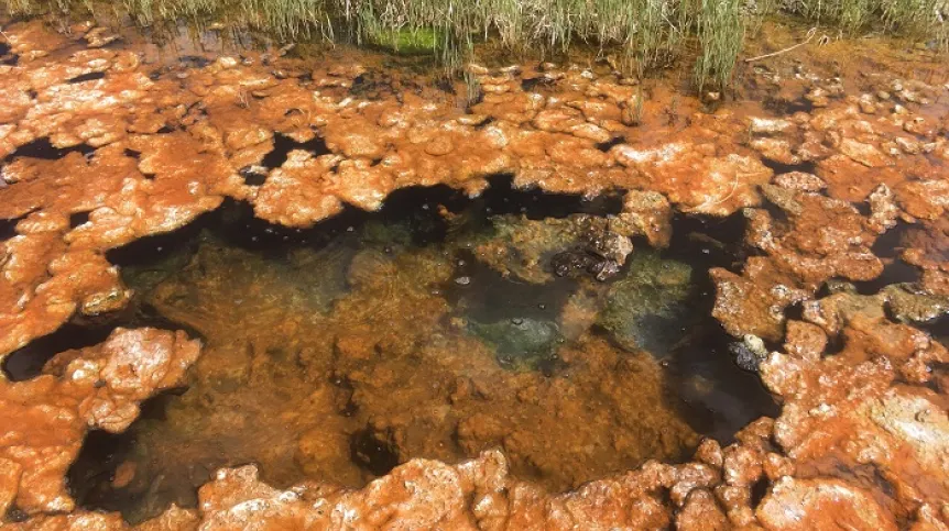 Tajikistan; an example of a cluster of microorganisms, incl. cyanobacteria. Credit: Iwona Jasser