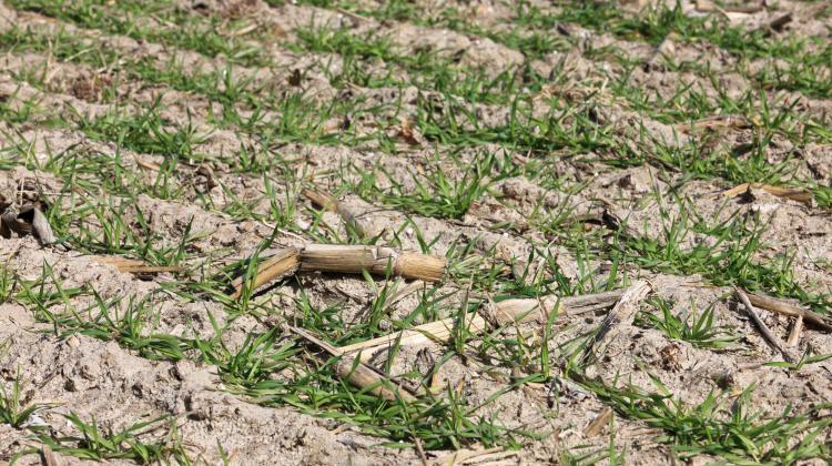 Różanki, 31.03.2022. Drought in arable fields in Różanki (Gorzów poviat). Credit: PAP/Lech Muszyński