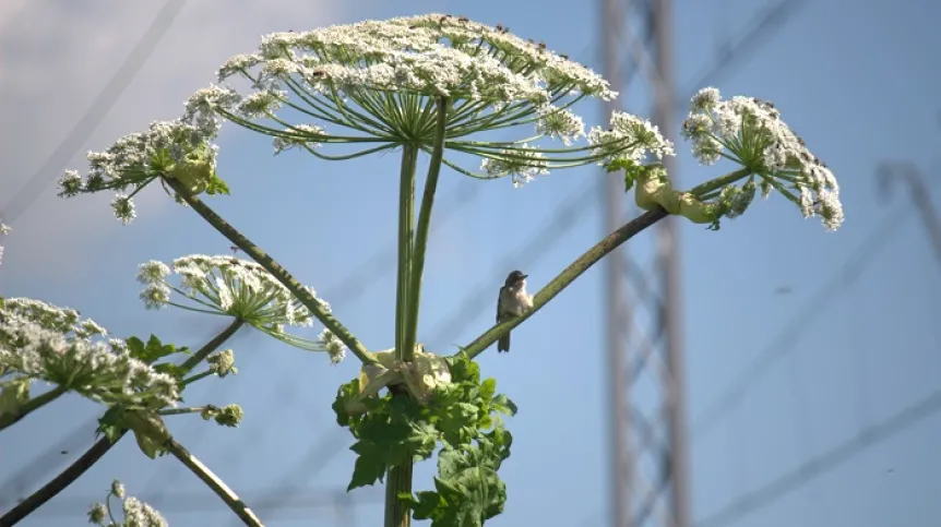 Common whitethroat on Sosnowsky's hogweed, a trackside near Kraków. Credit: E. Grzedzicka