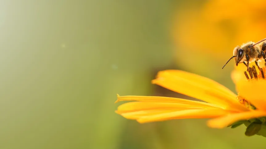Fot. Adobe Stock