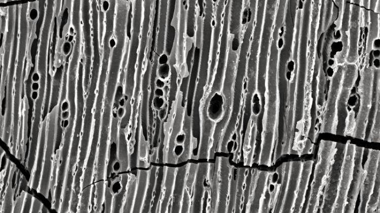 Węgiel drzewny ze strukturą drewna pod Skaningowym Mikroskopem Elektronowym. Fot. Anna Łosiak  