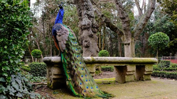 Male peacock. Credit: Adobe Stock