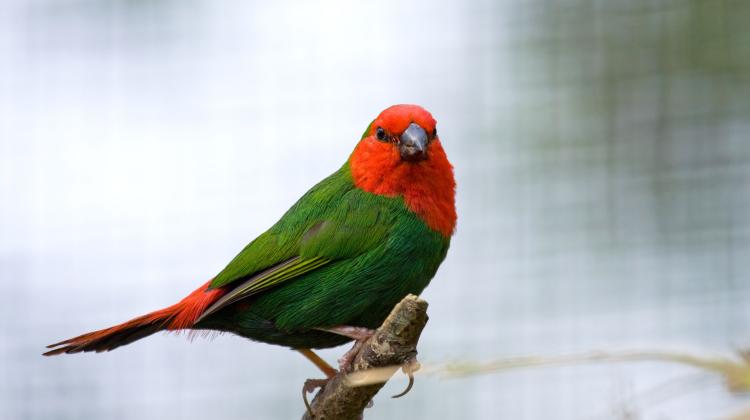 Red-throated parrotfinch. Credit: Adobe Stock