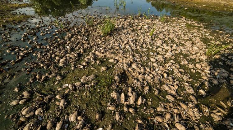 Bydgoszcz, 17.07.2015. Mussels visible during the low water level of the Vistula River in Bydgoszcz. (mr) PAP/Tytus Żmijewski