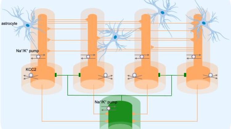 Rys. Biofizycznie realistyczny model obliczeniowy, składający się z 5 komórek: 1 hamującej i 4 pobudzających, z komórek glejowych oraz otoczenia neuronów, w którym następuje ruch jonów. wizualizacja: Piotr Suffczyński, (źródło Wydział Fizyki UW).