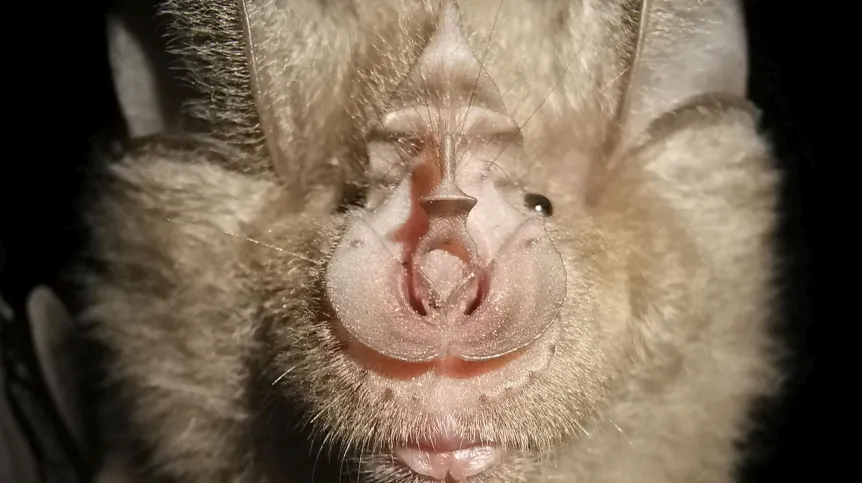 Nietoperz podkowiec duży (Rhinolophus ferrumequinum) waży tylko 23 gramy, a potrafi przeżyć ponad 30 lat. Autor zdjęcia: Pingfen Zhu