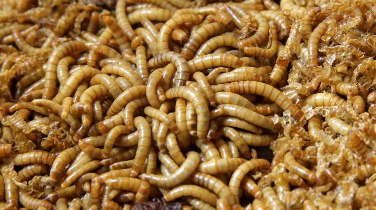 16.02.2021. Mealworm larvae. PAP/Tomasz Waszczuk