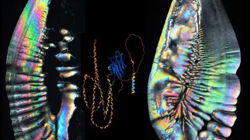 Otoliths of prehistoric fish Phycis tenuis (left) and modern Phycis phycis (right). Source: Museum of Evolution of the Institute of Paleobiology, Polish Academy of Sciences / Scientific Reports 13:3822