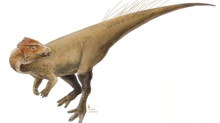 Lifetime reconstruction of the Homalocephale dinosaur from the Late Cretaceous (80 million years ago), the Gobi Desert in Mongolia. Credit: Jakub Zalewski