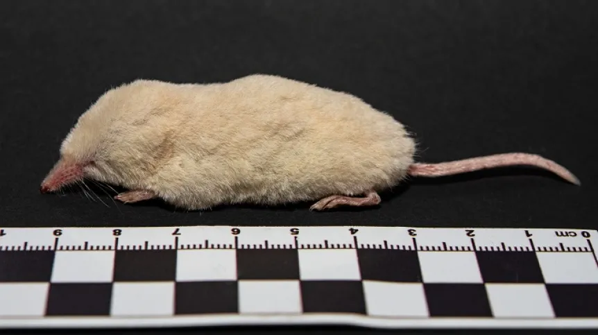 Albino shrew. Credit: T. Kamiński