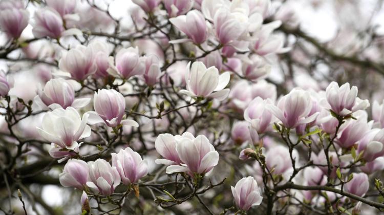 Bolestraszyce (woj. podkarpackie), 17.04.2018. Kwitnące magnolie w arboretum w Bolestraszycach (dd/doro) PAP/Darek Delmanowicz
