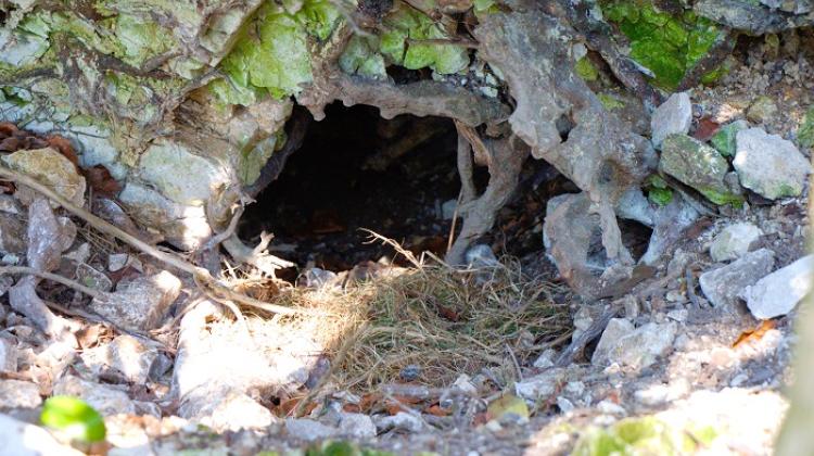 Badger burrow. Credit: Adobe Stock
