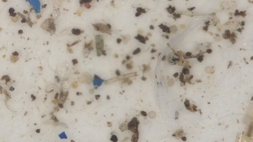 Microplastics. Credit: Wojciech Pol/ Faculty of Biology, University of Bialystok.