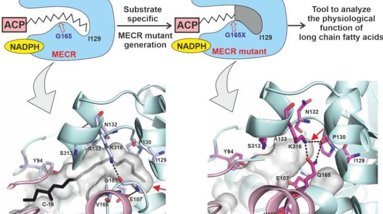 Zaprojektowana mutacja białkowa pozwoliła na częściowe zablokowanie wnęki enzymu MECR wiążącej kwasy tłuszczowe, umożliwiając analizę funkcji długołańcuchowych kwasów tłuszczowych produkowanych w mitochondriach. Źródło: Wydział Fizyki UW