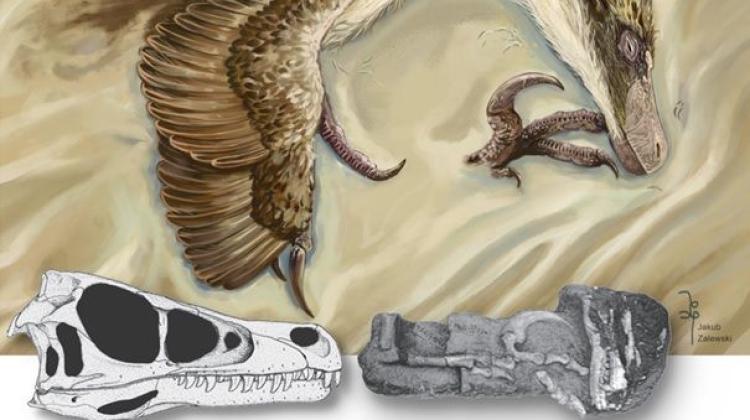 An artistic presentation of Shri devi in a posthumous position Credit: Jakub Zalewski. Skull and left foot of a dromaeosaurid Shri devi. Credit: Lukasz Czepinski