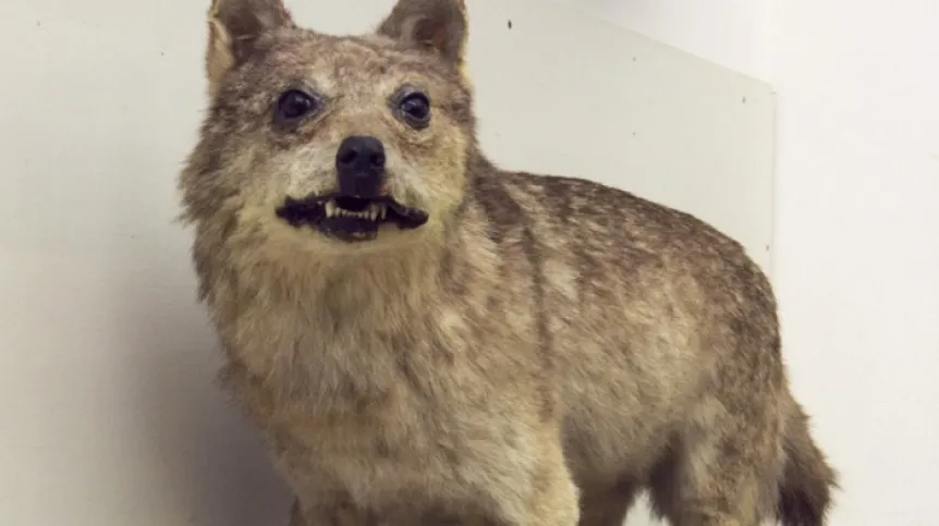 Sicilian wolf - exhibit at the Museum of Zoology Peter Doderlein, University of Palermo, Italy - Wikipedia