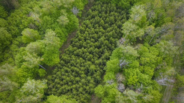 Widok na plantację zachowawczą autochtonicznej jodły pospolitej z wysokości lotu ptaka. Fot. Konrad Wilamowski/ PB 