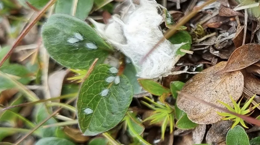 An endemic aphid from Svalbard - Sitobion calvulum, occurring on the polar willow Salix polaris. Credit: S. Coulson